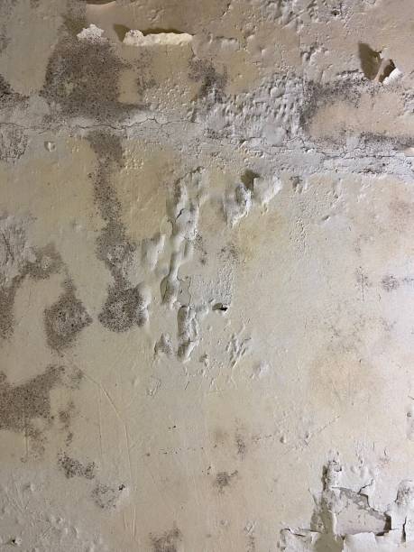 Best Home Mold Removal  in Fairborn, OH